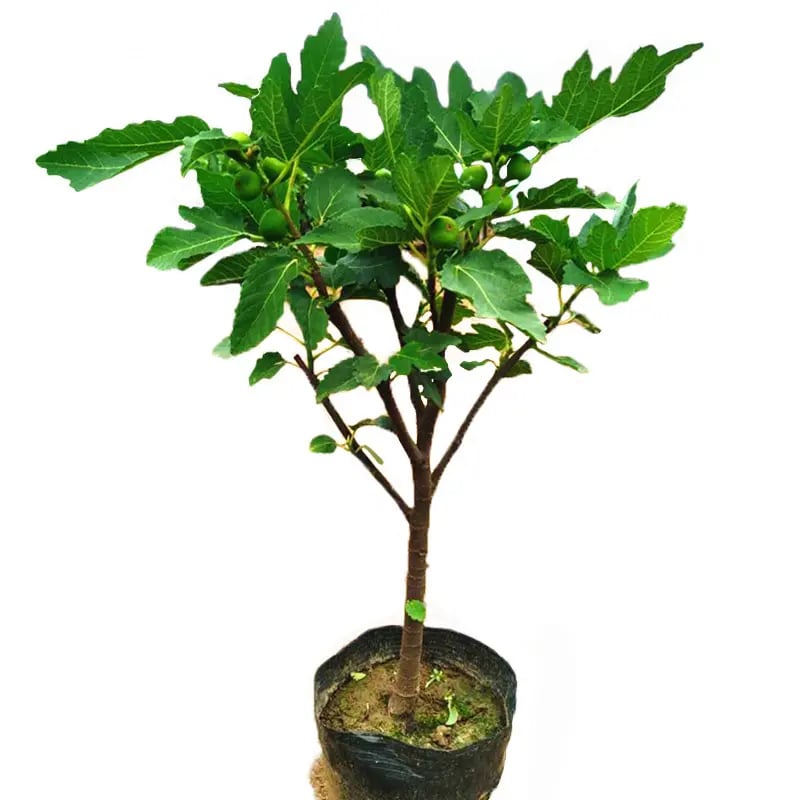 Mission Fig Seeds (Ficus carica) β Hardy, Easy-to-Grow Perennial Fruit Tree